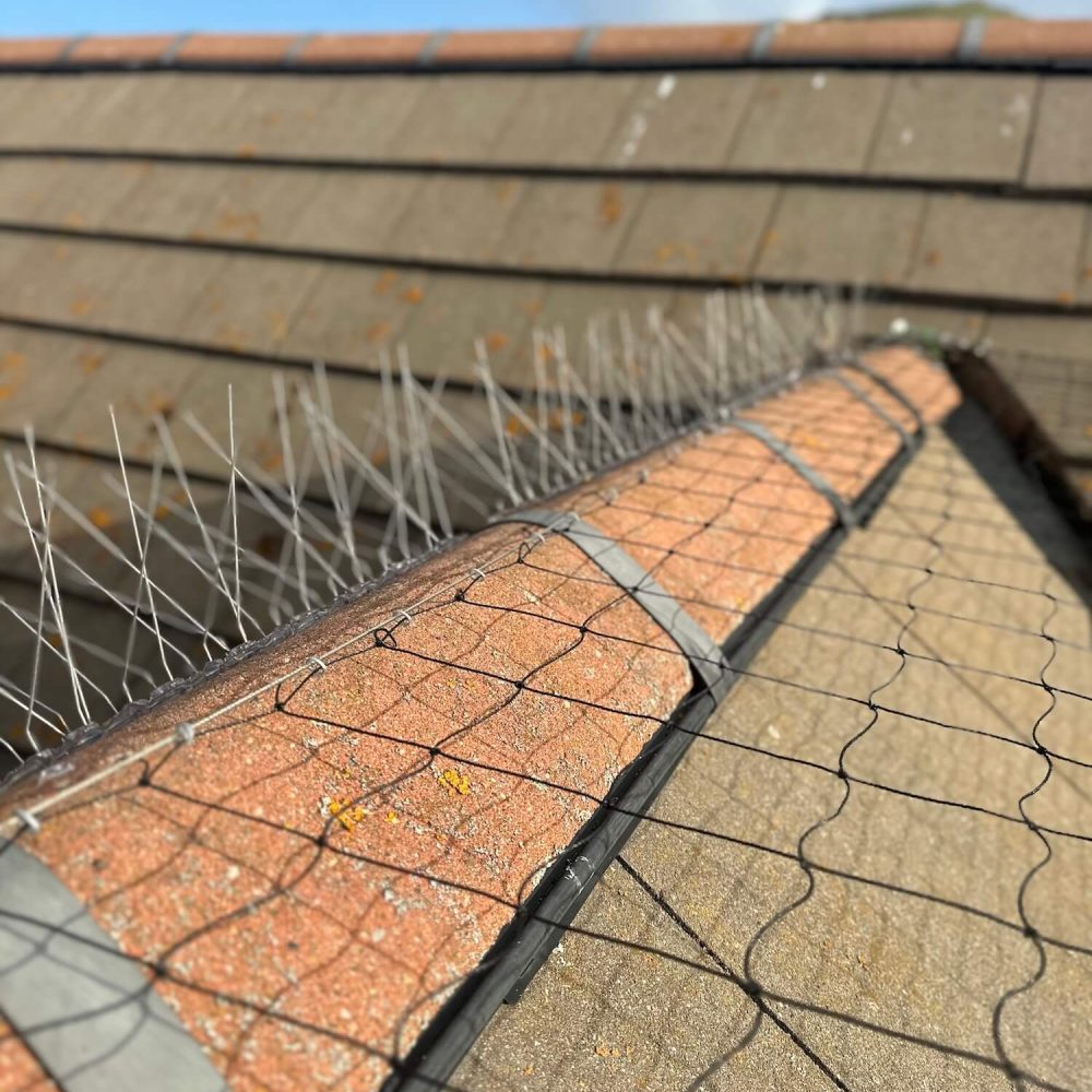 Bird-Spike-Installation Services Bird-Spike-Installation Services